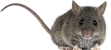 A mouse