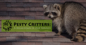Read more about the article Pesty Critters: A Breakdown of Our Services