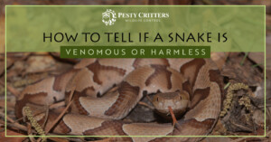 Read more about the article How To Tell if a Snake Is Venomous or Harmless