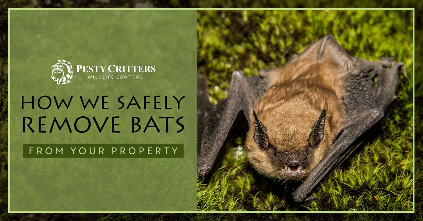 You are currently viewing How We Safely Remove Bats From Your Property