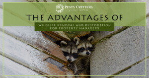 Read more about the article The Advantages of Wildlife Removal and Restoration for Property Managers