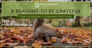 Read more about the article 8 Reasons To Be Grateful for Alabama’s Common Critters