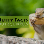 7 Nutty Facts About Squirrels