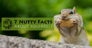 Read more about the article 7 Nutty Facts About Squirrels