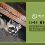 Benefits of Hiring a Wildlife Removal Company
