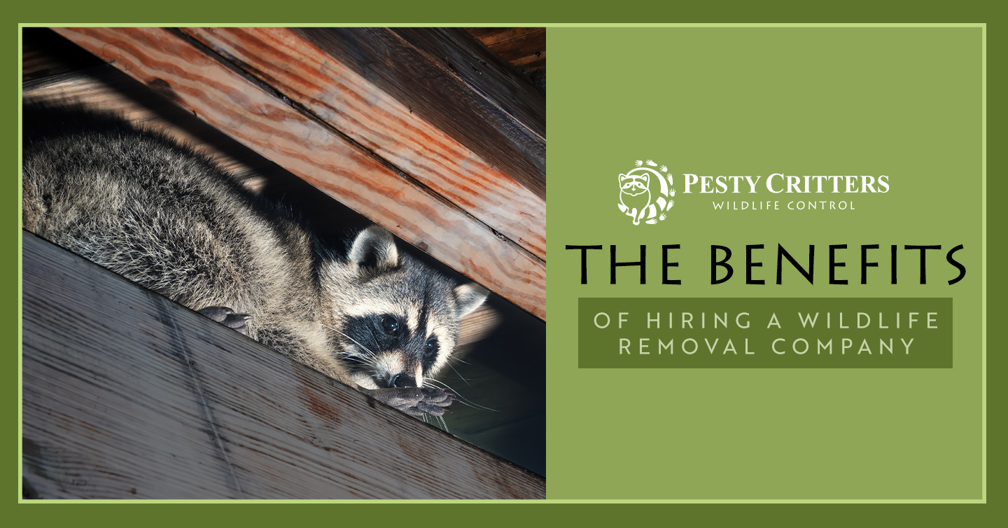 You are currently viewing Benefits of Hiring a Wildlife Removal Company