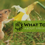 What To Know About Spring Rodents