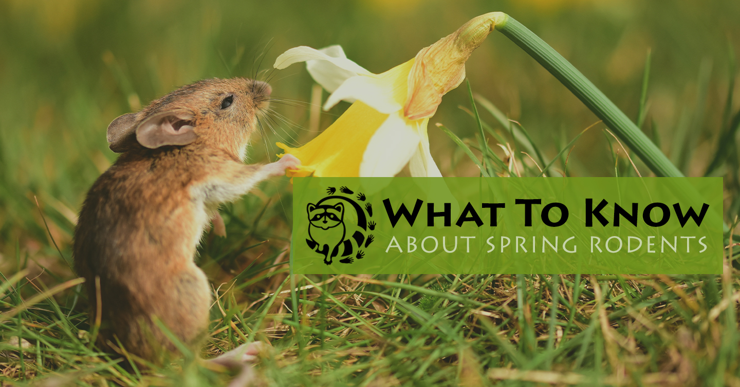 You are currently viewing What To Know About Spring Rodents