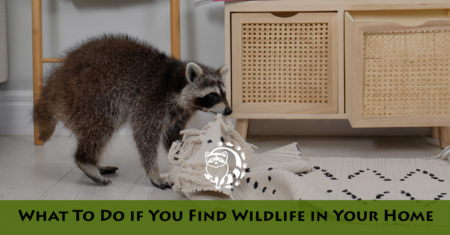 You are currently viewing What To Do if You Find Wildlife in Your Home
