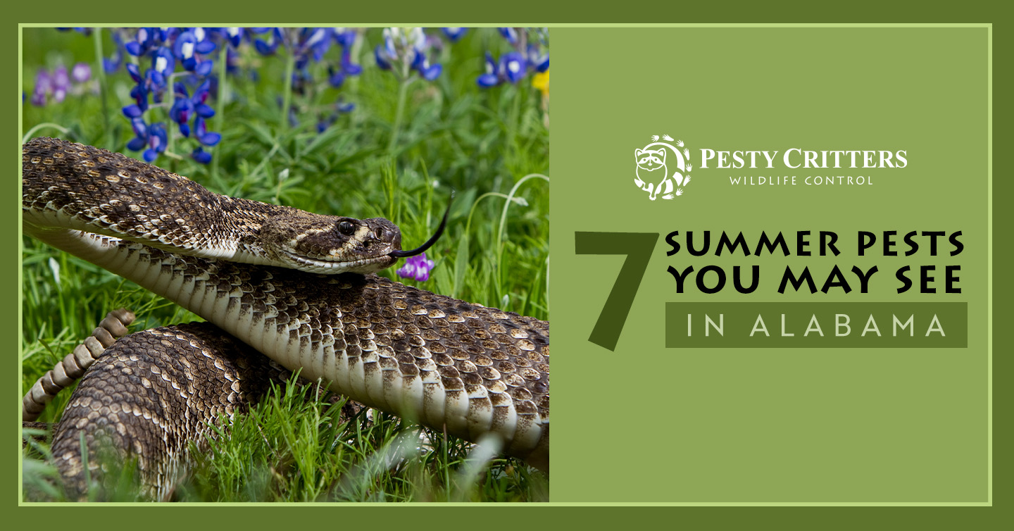 You are currently viewing 7 Summer Pests You May See in Alabama