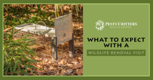 Read more about the article What To Expect With a Wildlife Removal Visit