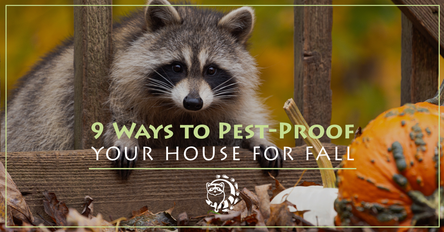You are currently viewing 9 Ways to Pest-Proof Your House for Fall