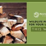 Wildlife Prevention for Your Lake House This Winter