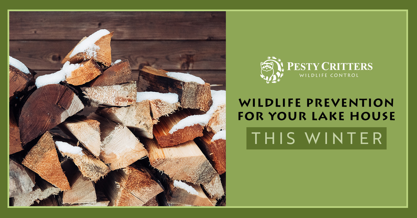 You are currently viewing Wildlife Prevention for Your Lake House This Winter