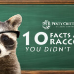 10 Facts About Raccoons You Didn’t Know