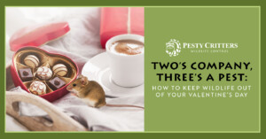 Read more about the article Two’s Company, Three’s a Pest: How to Keep Wildlife Out of Your Valentine’s Day