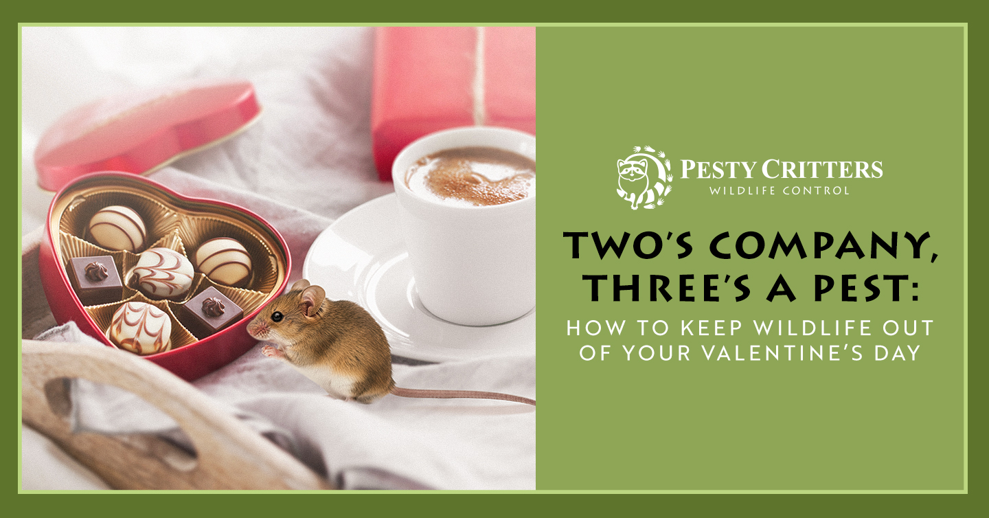 You are currently viewing Two’s Company, Three’s a Pest: How to Keep Wildlife Out of Your Valentine’s Day