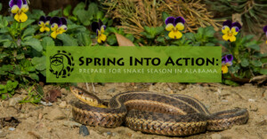 Read more about the article Spring Into Action: Prepare for Snake Season in Alabama