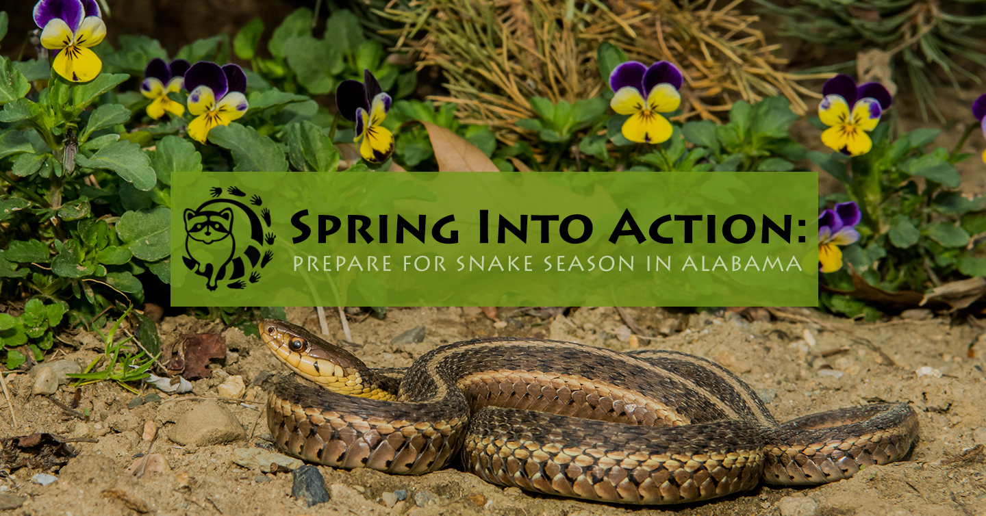 You are currently viewing Spring Into Action: Prepare for Snake Season in Alabama