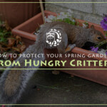How To Protect Your Spring Gardens From Hungry Critters
