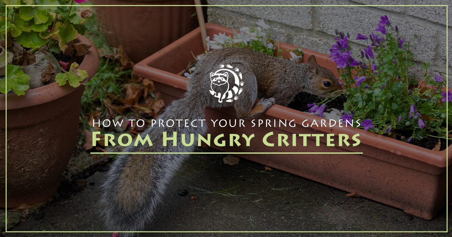 You are currently viewing How To Protect Your Spring Gardens From Hungry Critters