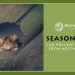 Seasonal Tips for Preventing Wildlife From Nesting in Attics
