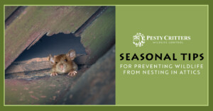 Read more about the article Seasonal Tips for Preventing Wildlife From Nesting in Attics
