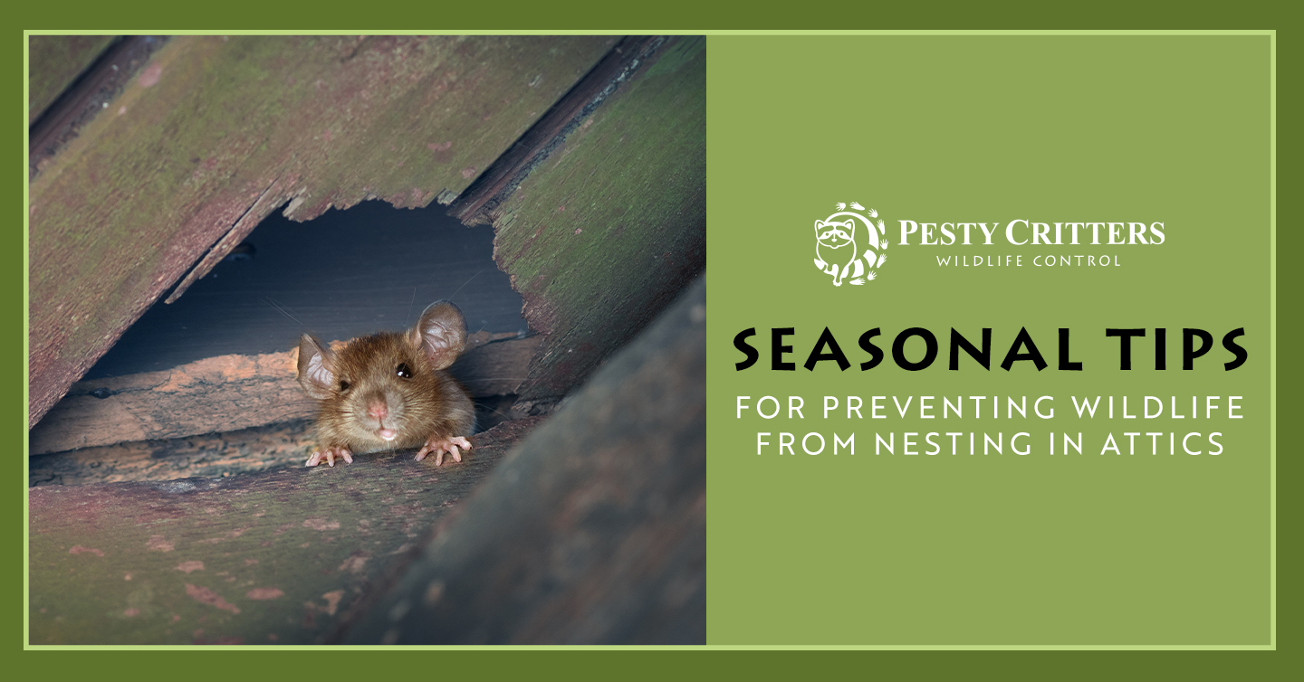You are currently viewing Seasonal Tips for Preventing Wildlife From Nesting in Attics