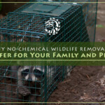 Why No-Chemical Wildlife Removal is Safer for Your Family and Pets
