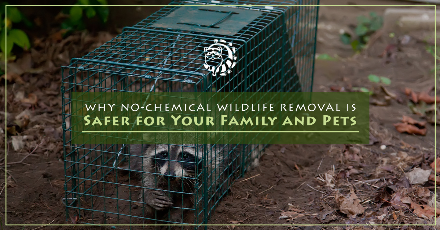 You are currently viewing Why No-Chemical Wildlife Removal is Safer for Your Family and Pets