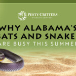 Why Alabama’s Bats and Snakes Are Busy This Summer