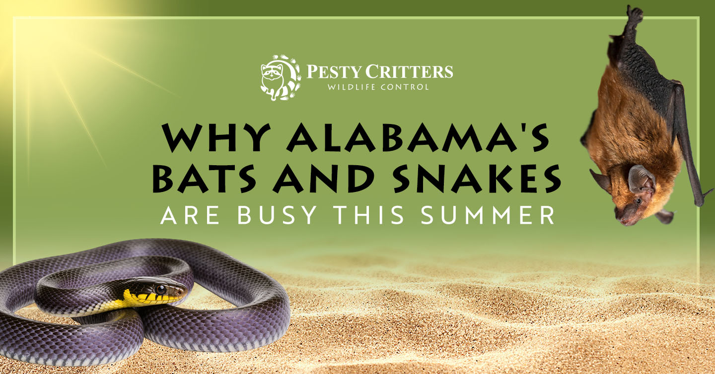 You are currently viewing Why Alabama’s Bats and Snakes Are Busy This Summer