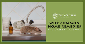 Read more about the article Why Common Home Remedies Fail To Keep Wildlife Away