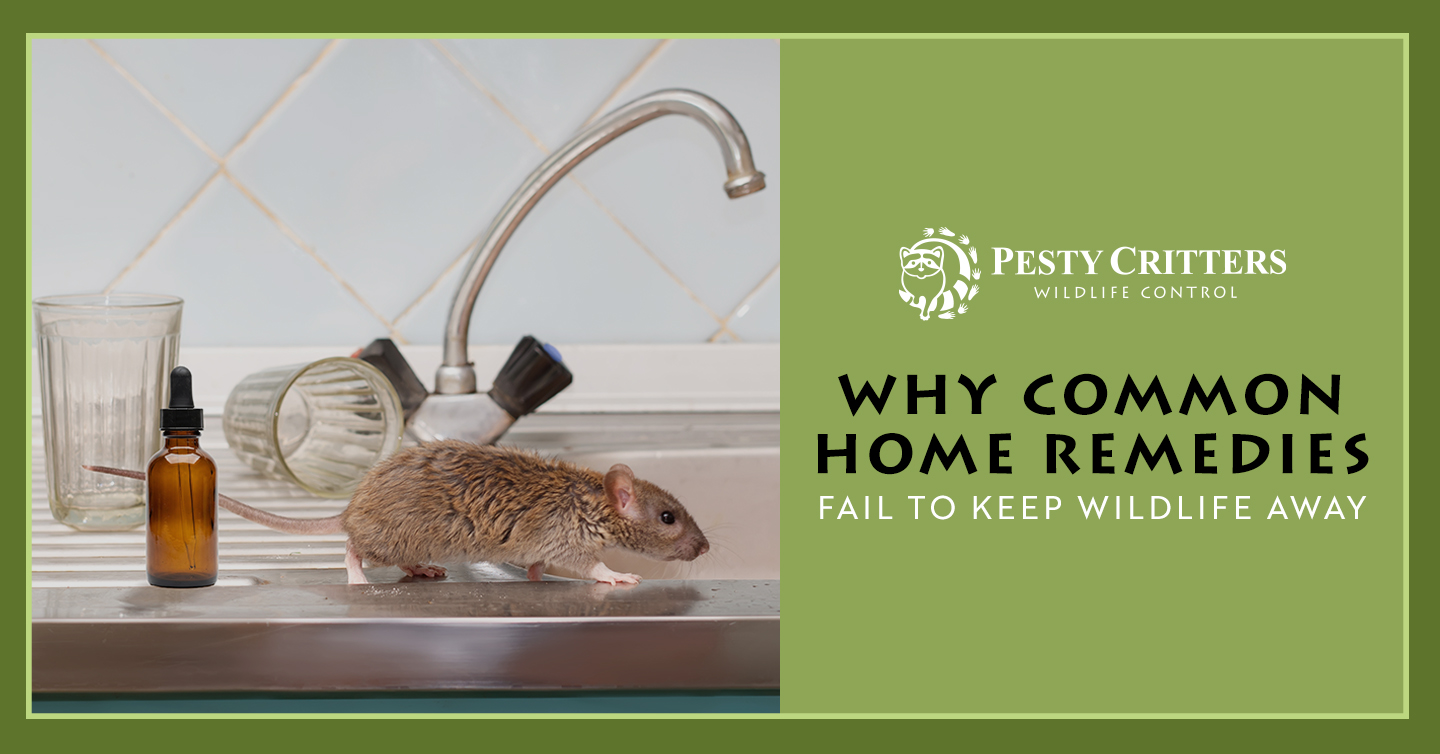 You are currently viewing Why Common Home Remedies Fail To Keep Wildlife Away