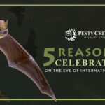 5 Reasons to Celebrate Bats on the Eve of International Bat Night