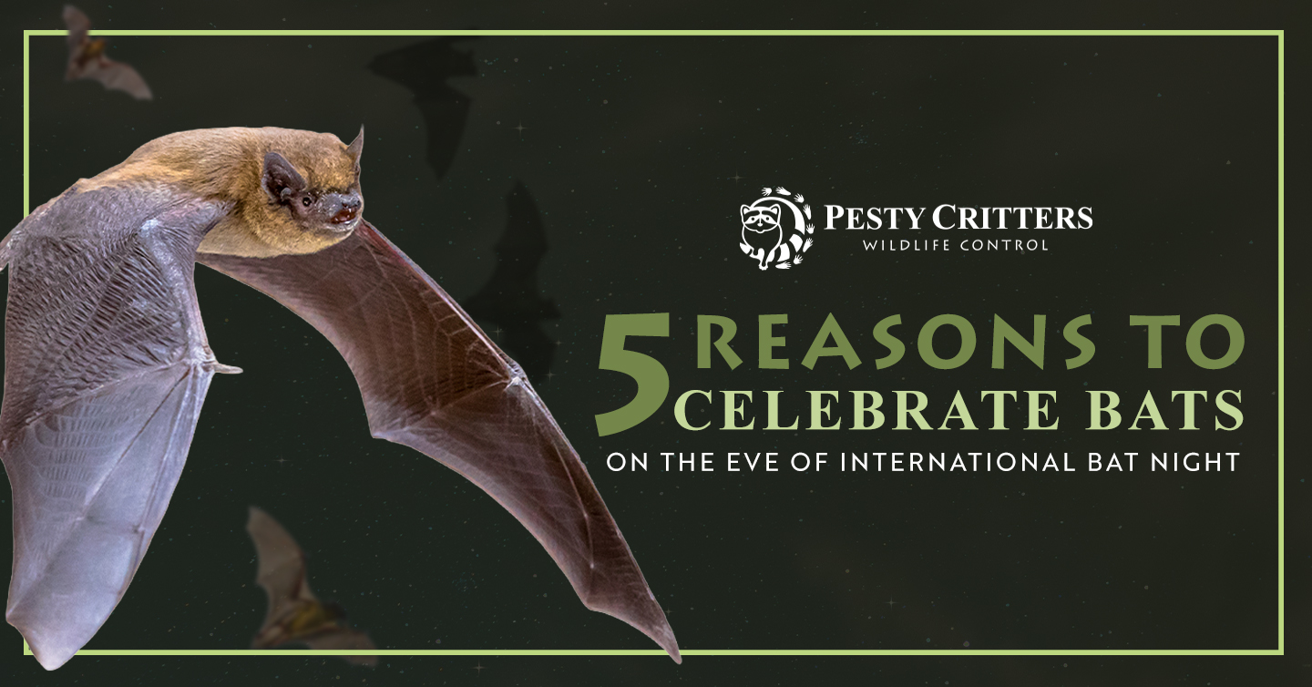 You are currently viewing 5 Reasons to Celebrate Bats on the Eve of International Bat Night