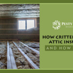 How Critters Destroy Attic Insulation and How To Fix It