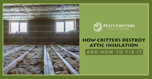 Read more about the article How Critters Destroy Attic Insulation and How To Fix It