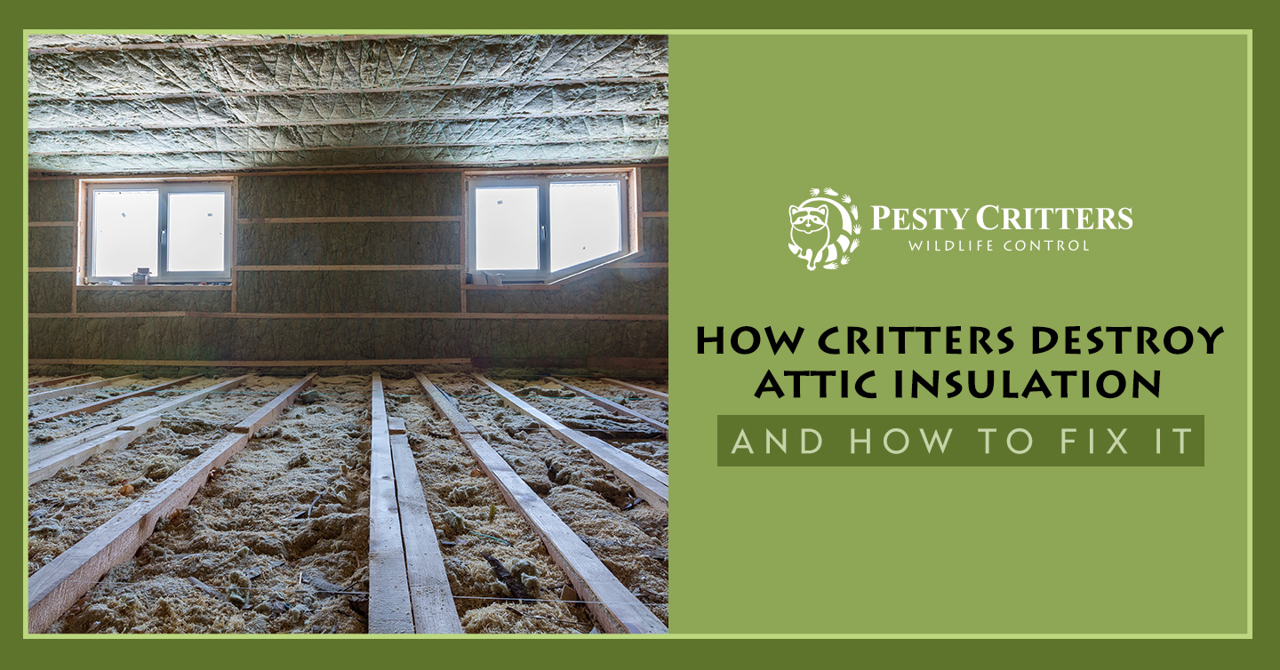 You are currently viewing How Critters Destroy Attic Insulation and How To Fix It
